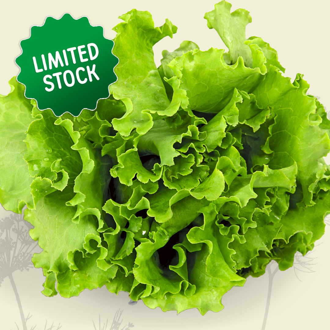 Lettuce: Green Oak - Green Connect Farm