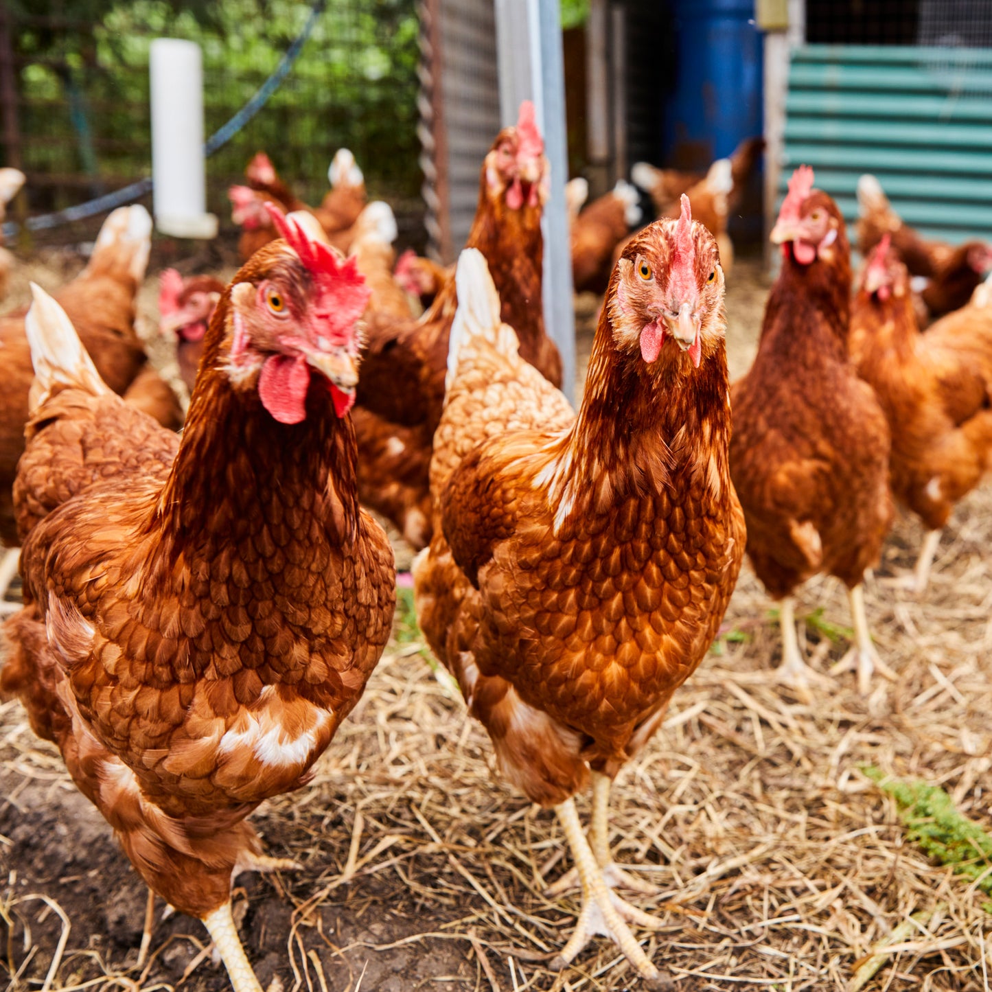 Free Range Eggs (Veg Box Add-on)