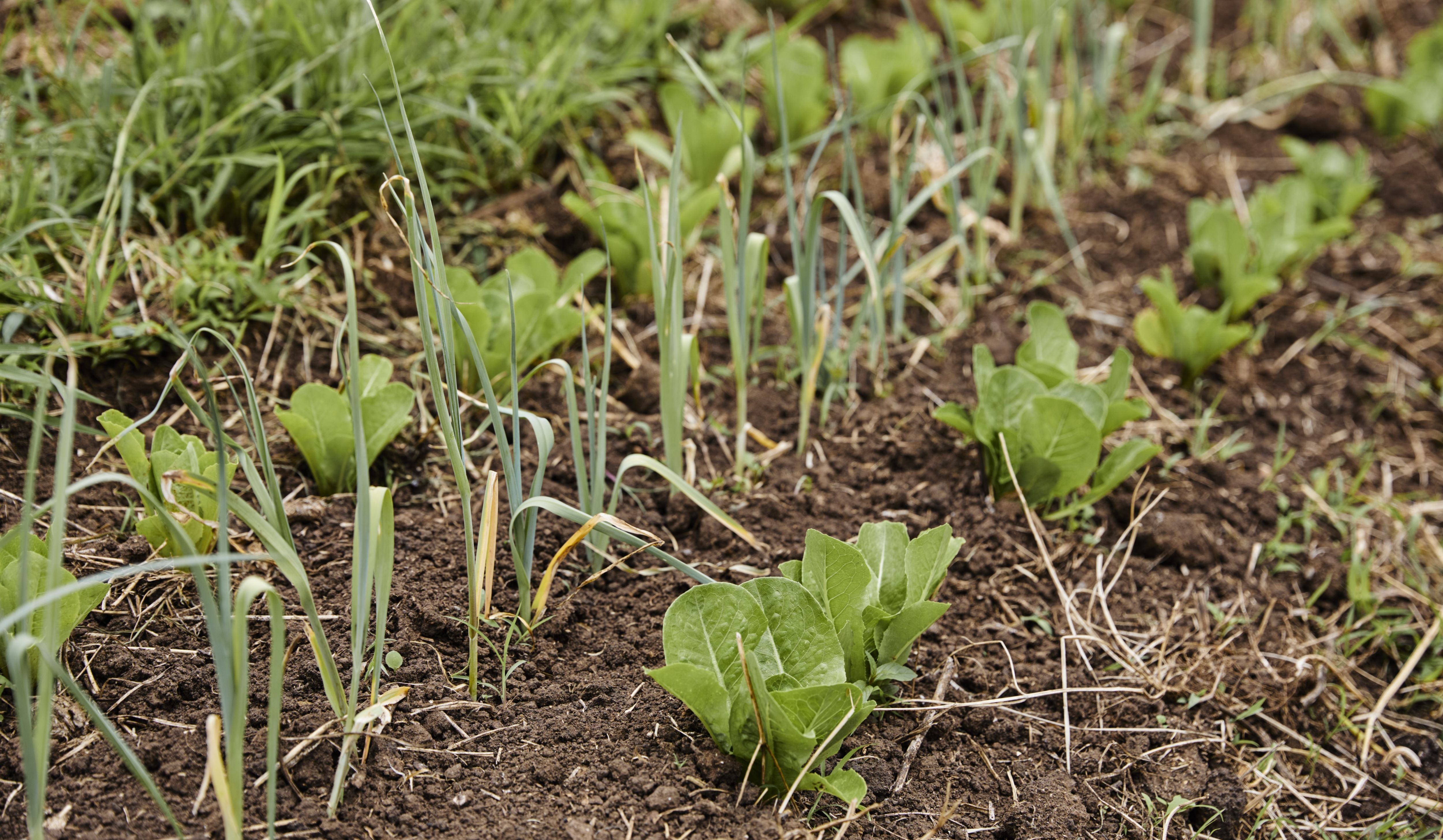 Spring Box Veggies What to Expect in your Veg Box this Spring – Green Connect