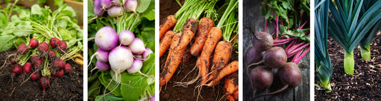 What to Expect in your Veg Box this Autumn