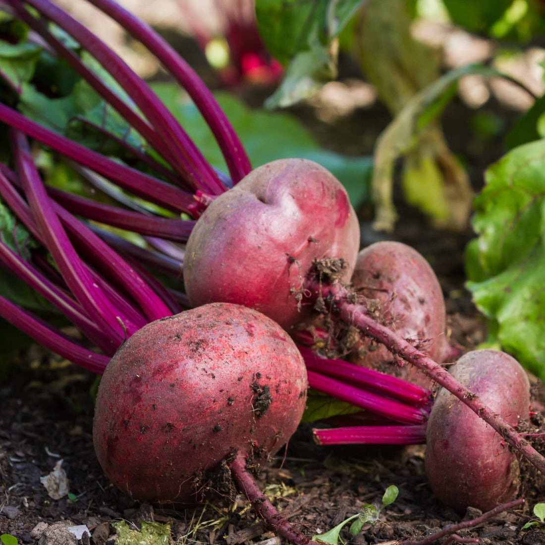 Beetroot Recipes