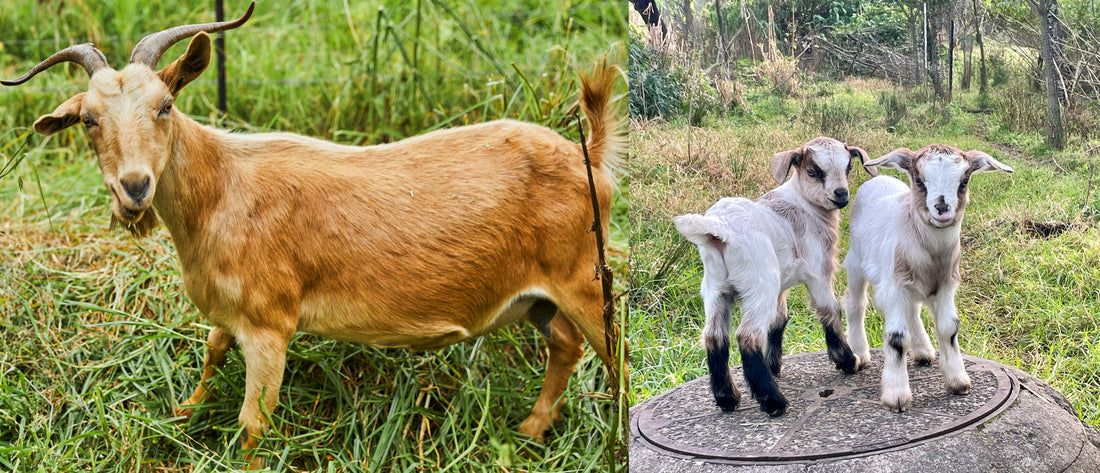 Goats as Farm Workers