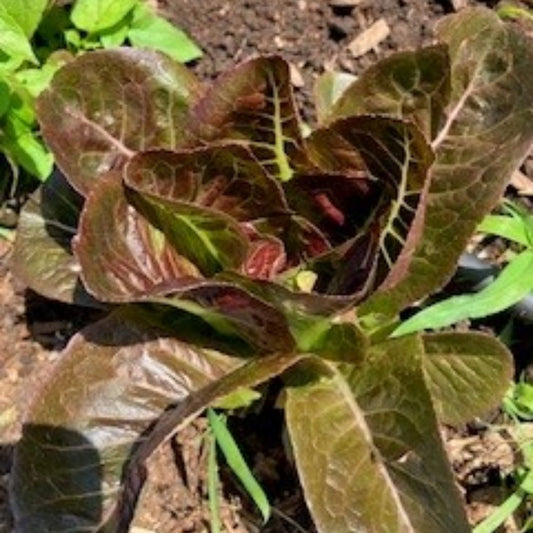 Lettuce: Baby Red Cos (bunch) - Green Connect Farm