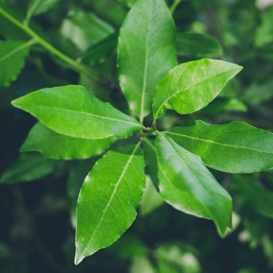 Bay Leaf (bunch) - Green Connect Farm