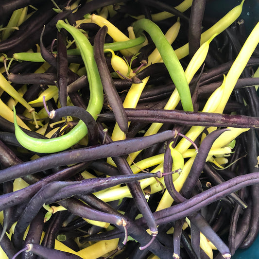 Beans: Multi-colour (300g) - Green Connect Farm
