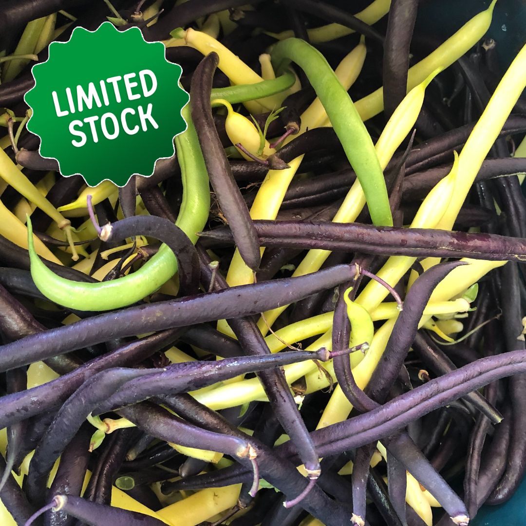 Beans: Multi-colour (300g) - Green Connect Farm