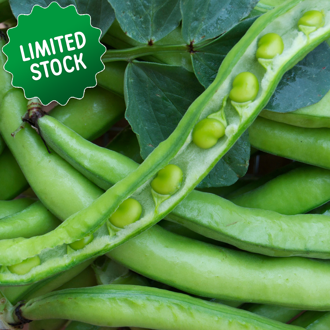 Broad Beans (400g) - Green Connect Farm
