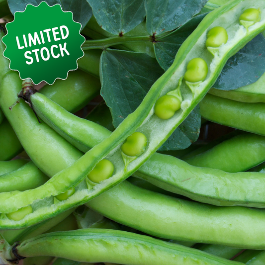 Broad Beans (400g) - Green Connect Farm
