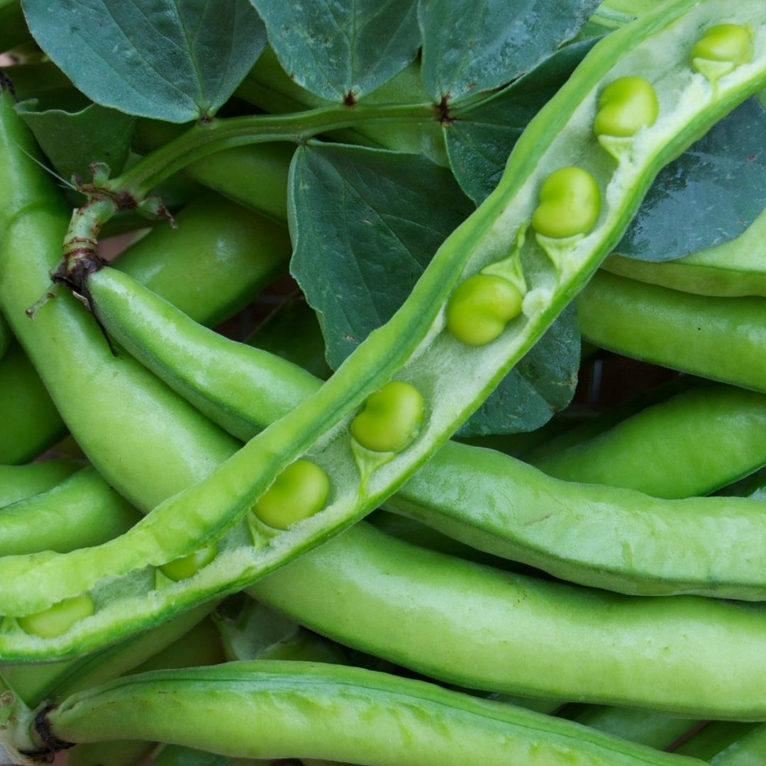 Broad Beans (300g) - Green Connect Farm