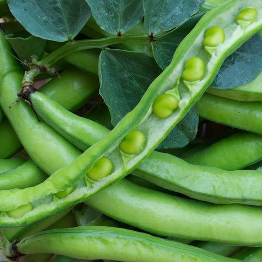 Broad Beans (400g) - Green Connect Farm