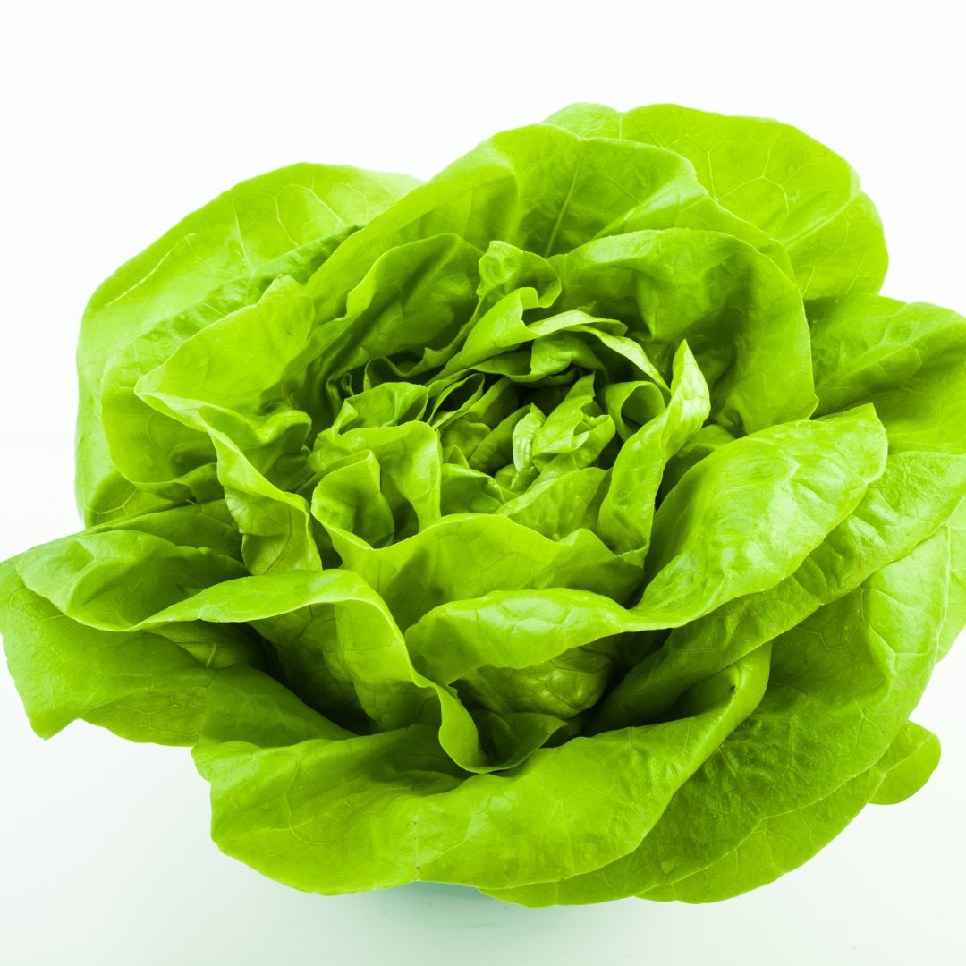 Lettuce: Buttercrunch - Green Connect Farm