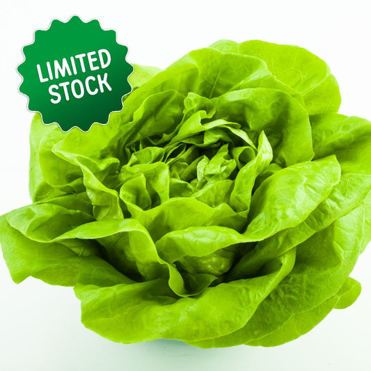 Lettuce: Buttercrunch - Green Connect Farm