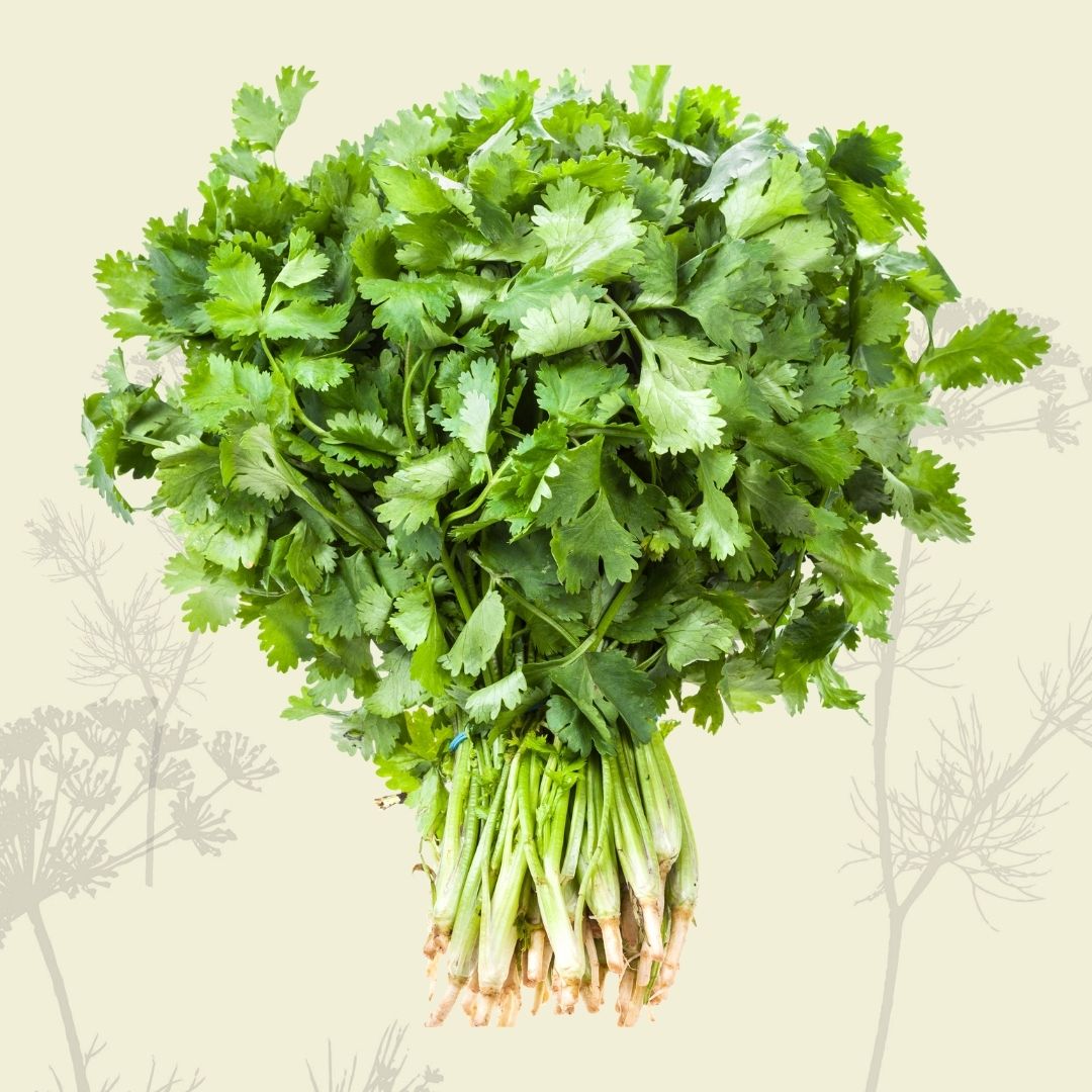 Coriander (bunch) - Green Connect Farm