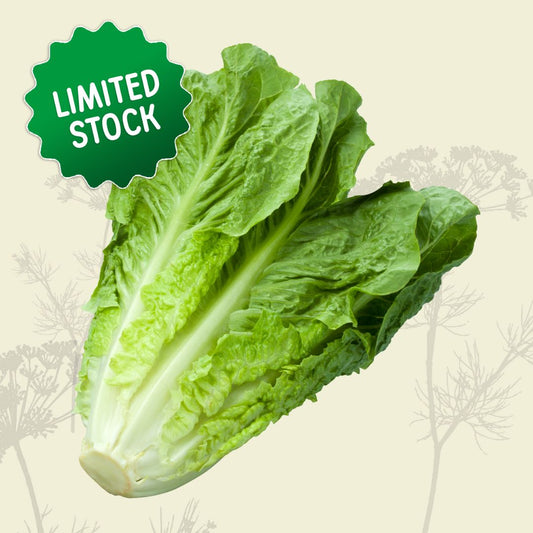 Lettuce: Cos - Green Connect Farm