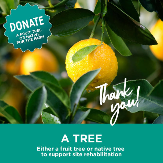 Donate a tree for the Green Connect farm