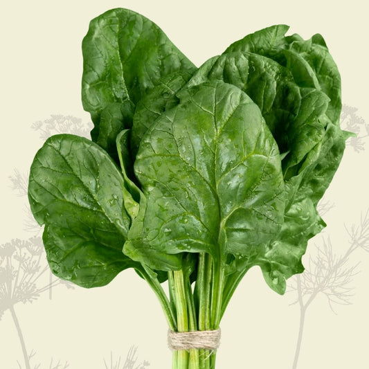English Spinach - Certified Organic