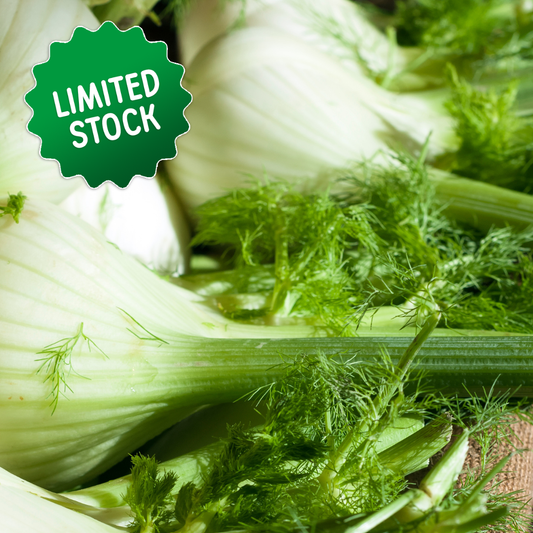 Fennel (1-2) - Green Connect Farm
