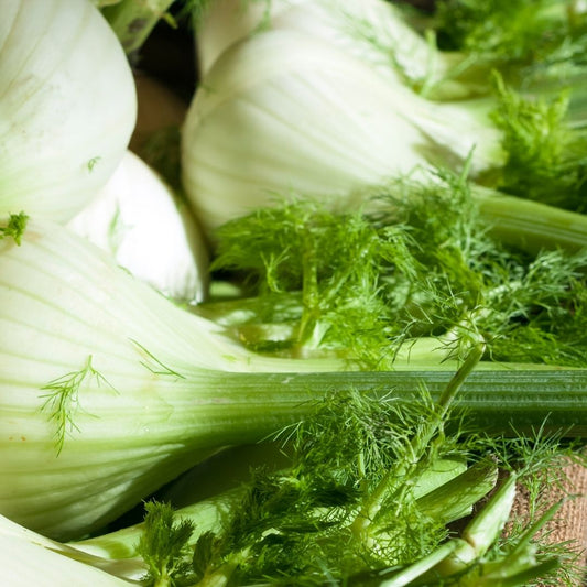 Fennel (1-2) - Certified Organic