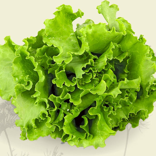 Lettuce: Green Oak - Green Connect Farm