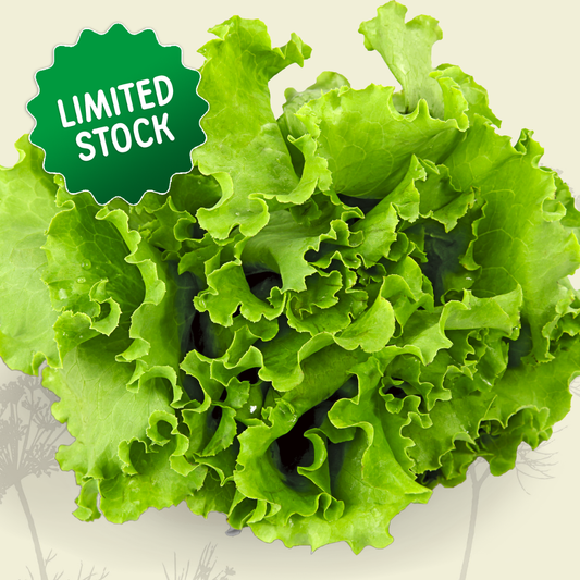 Lettuce: Green Oak - Green Connect Farm