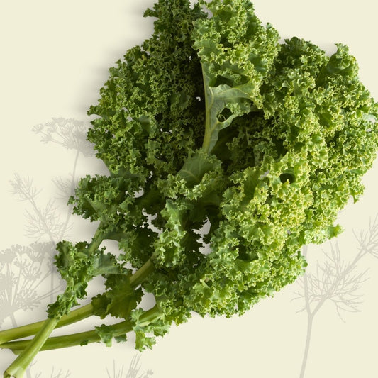 Kale: Curly Leaf (bunch) - Certified Organic