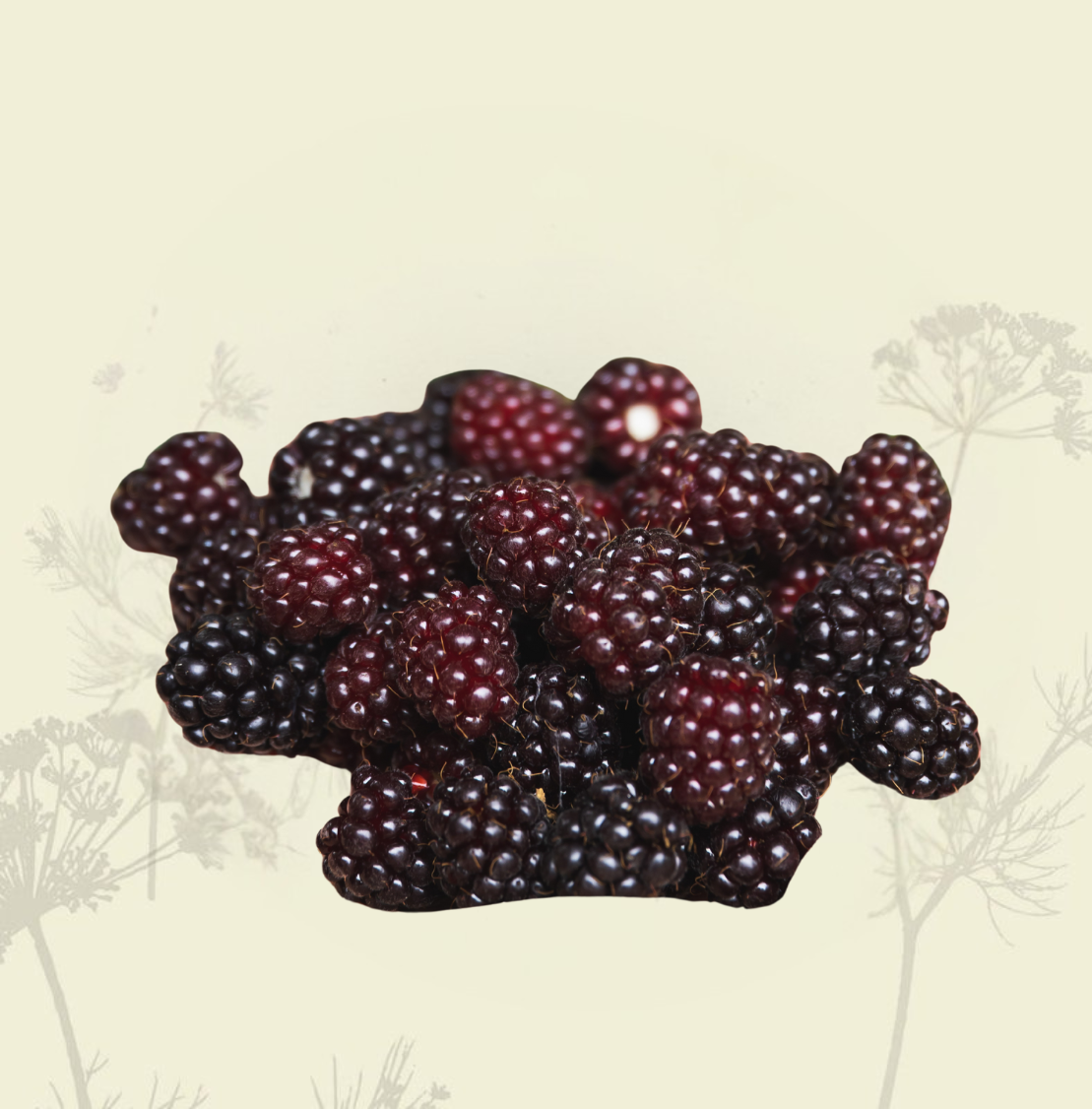 Mulberries (punnet) - Green Connect Farm