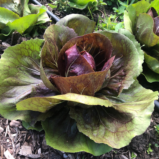 Radicchio - Green Connect Farm