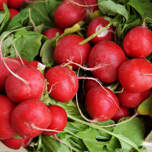 Radish (bunch) - Green Connect Farm