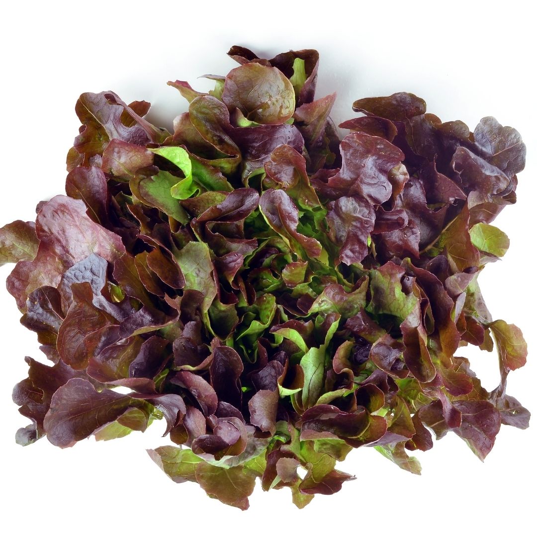 Lettuce: Red Oak - Green Connect Farm