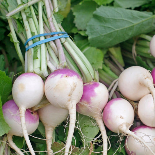 Turnip (bunch) - Green Connect Farm