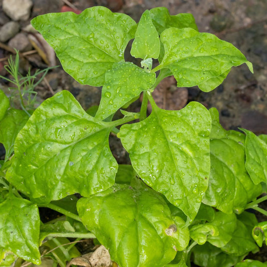 Warrigal Greens (bunch) - Green Connect Farm