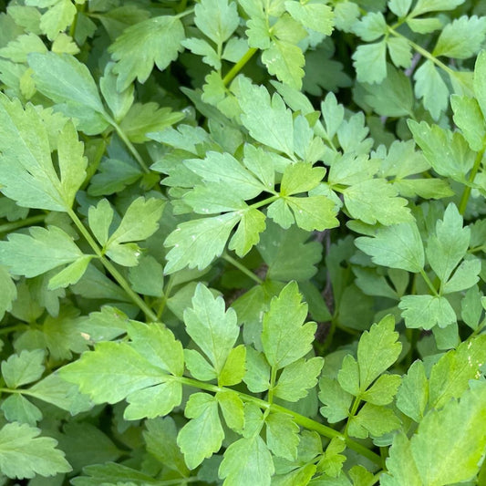 Water Celery (bunch) - Green Connect Farm