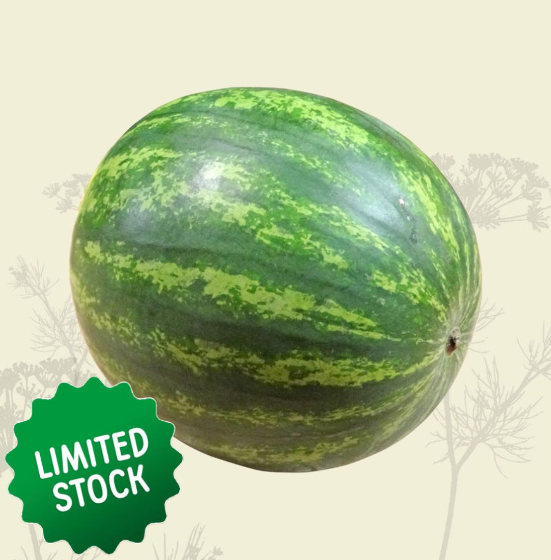 Mini Watermelon (1) - Certified Organic
