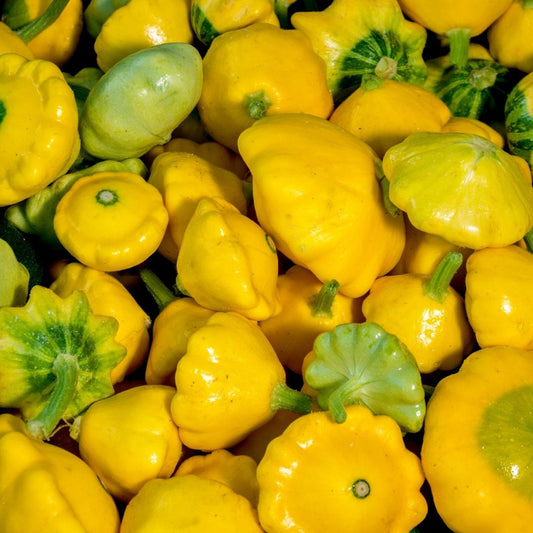 Yellow Squash (3-4) - Certified Organic