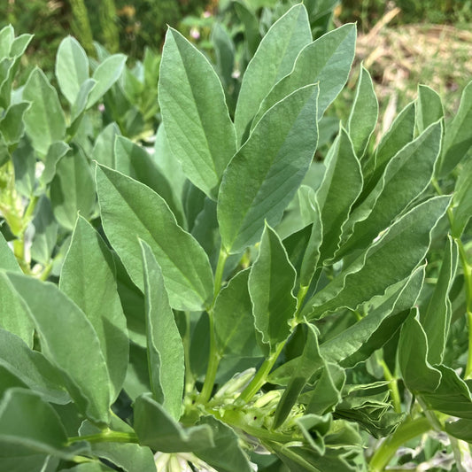 Broad Bean Tips (bunch) - Green Connect Farm