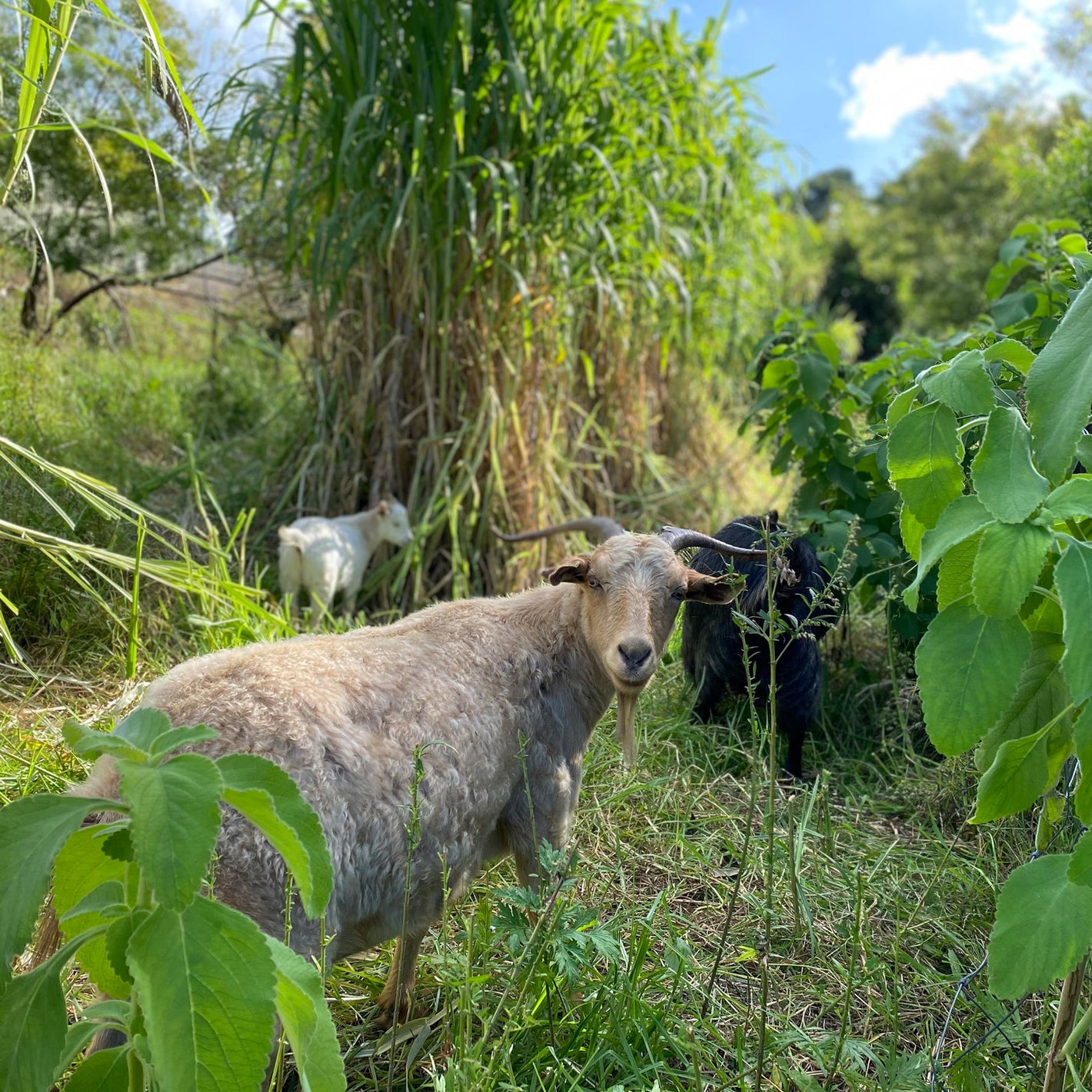 free-range-meat-green-connect