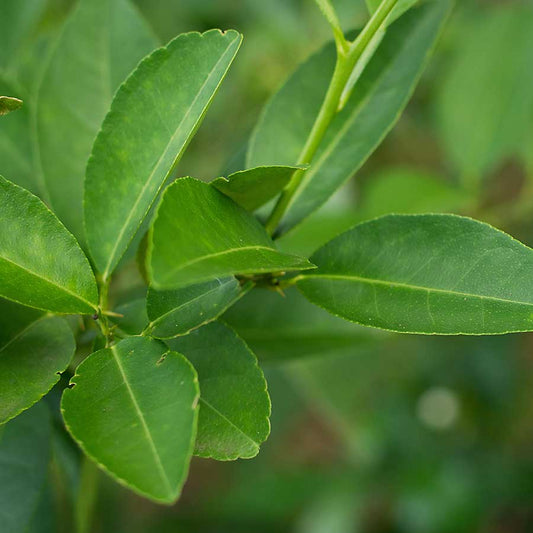 Kaffir Lime Leaf (bag) - Green Connect Farm